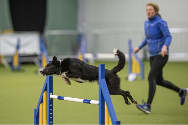Paws In Flight Dog Agility Club