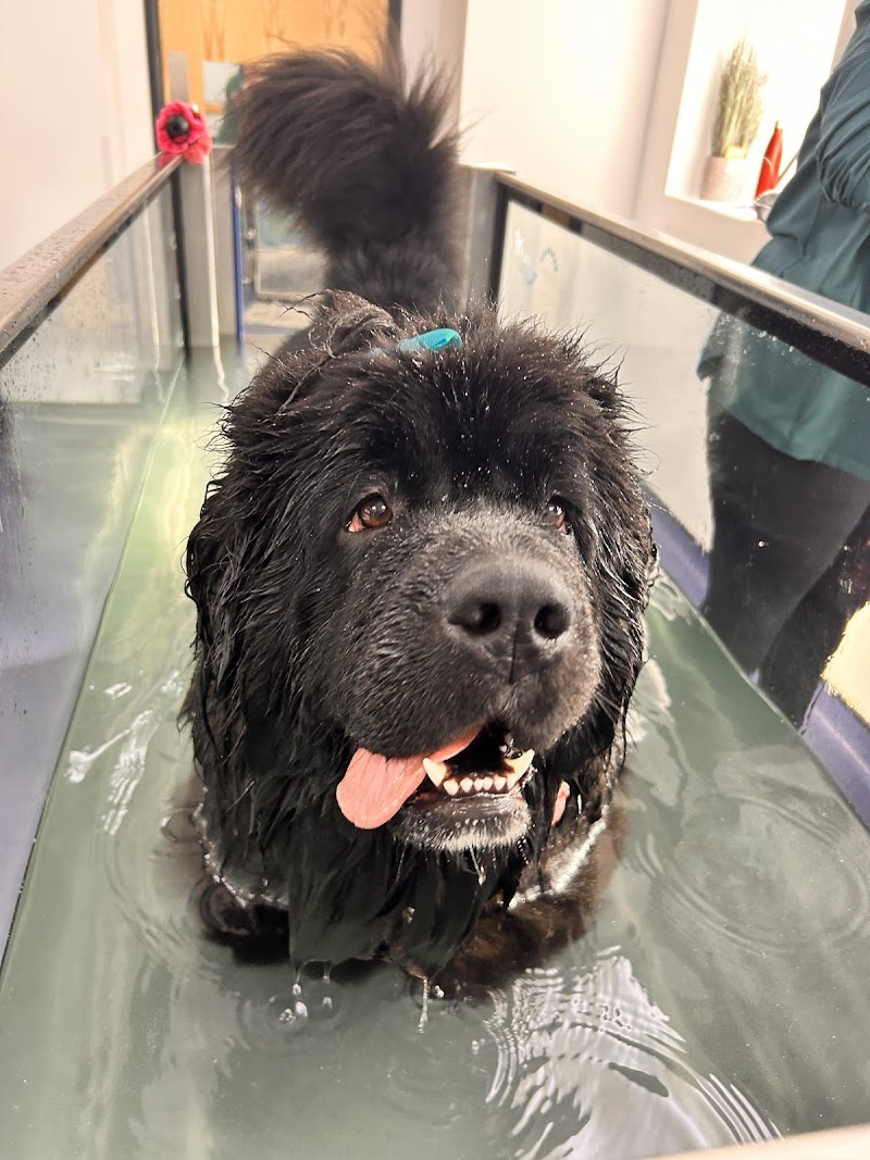 Valley Vets, Pet Rehabilitation