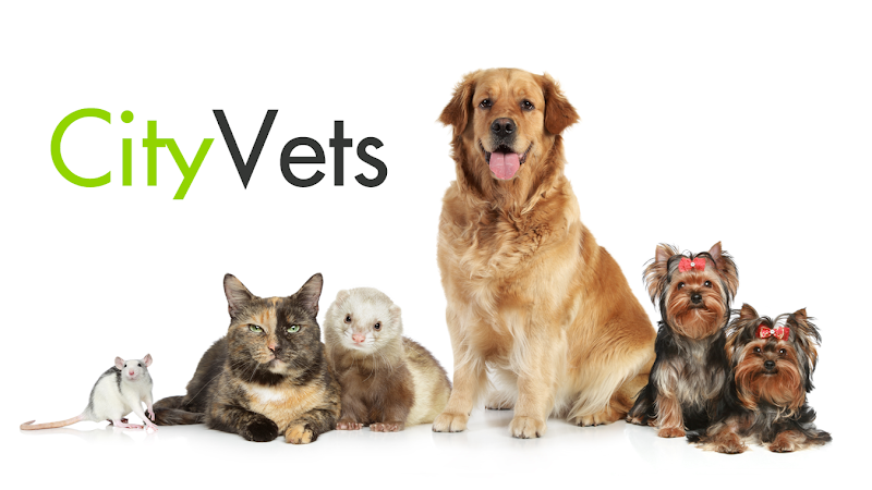City Vets in Alphington
