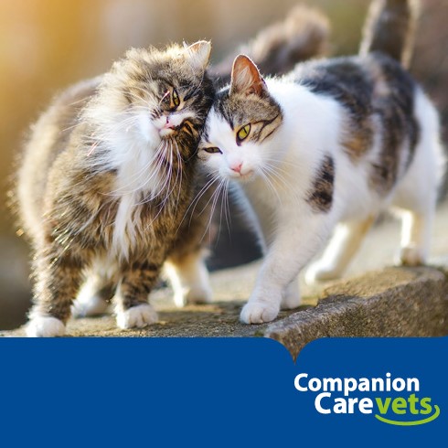 Vets for Pets Derby