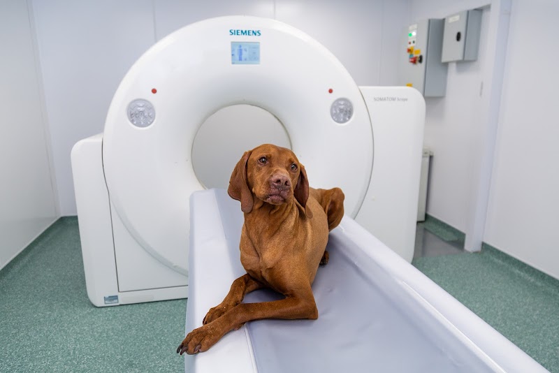 St George's Vets - Wolverhampton