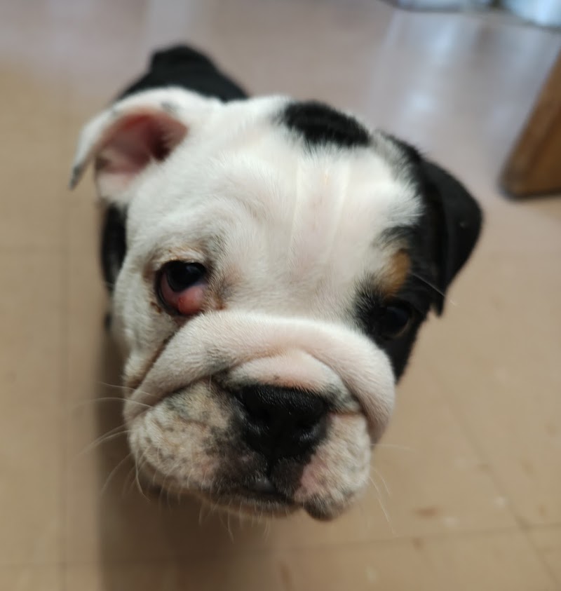 Shawhall Vets, Canine Fertility & Cherry Eye Treatments