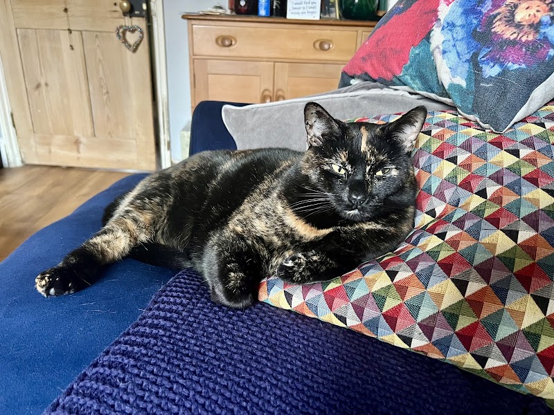 Vets4Pets - Reading