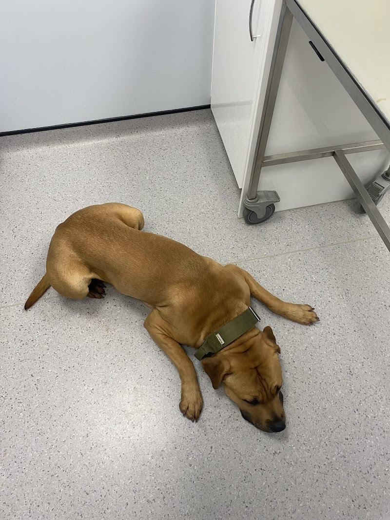 Vets4Pets - Bath
