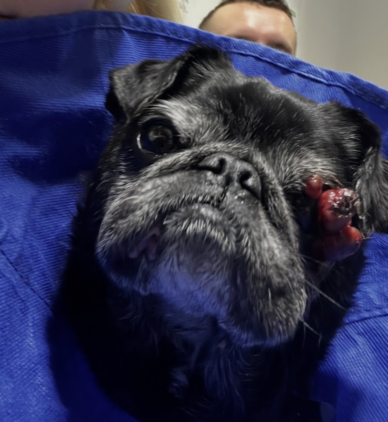 Vets4Pets - Cheltenham