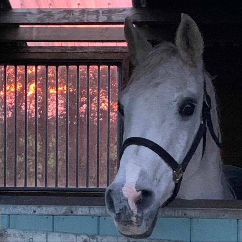 Cheltenham Equine Vets