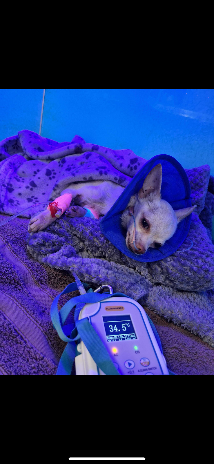 Veteris Clapham 24 Hour Animal Hospital & Urgent Care