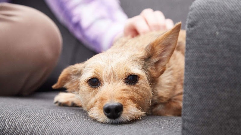 Regan Veterinary Group - Park Veterinary Clinic, Prestwich