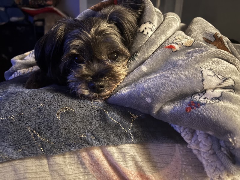 Vets for Pets Brighton
