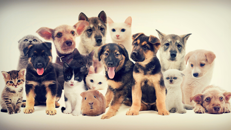 Cheltenham Animal Shelter