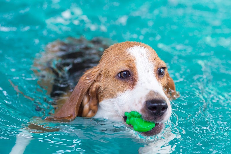 Beacroft Referrals Canine Hydrotherapy & Rehabilitation Centre Basingstoke
