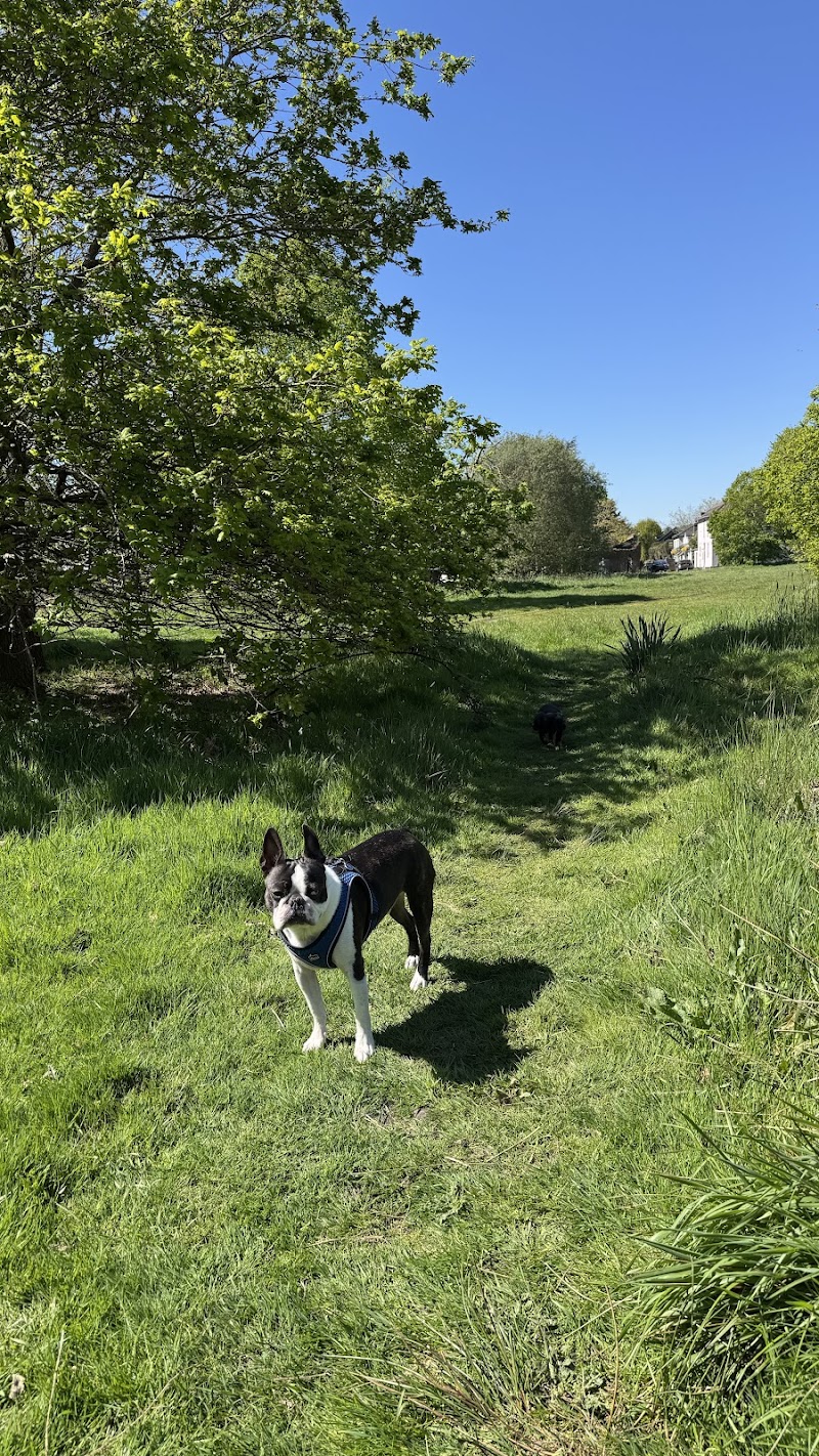 The Dog Walker Wimbledon