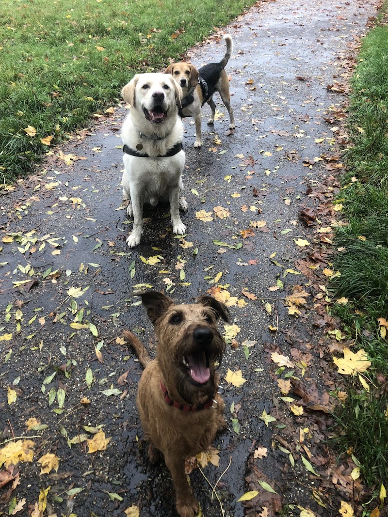 Pet sitting: dog care - London’sdogminder