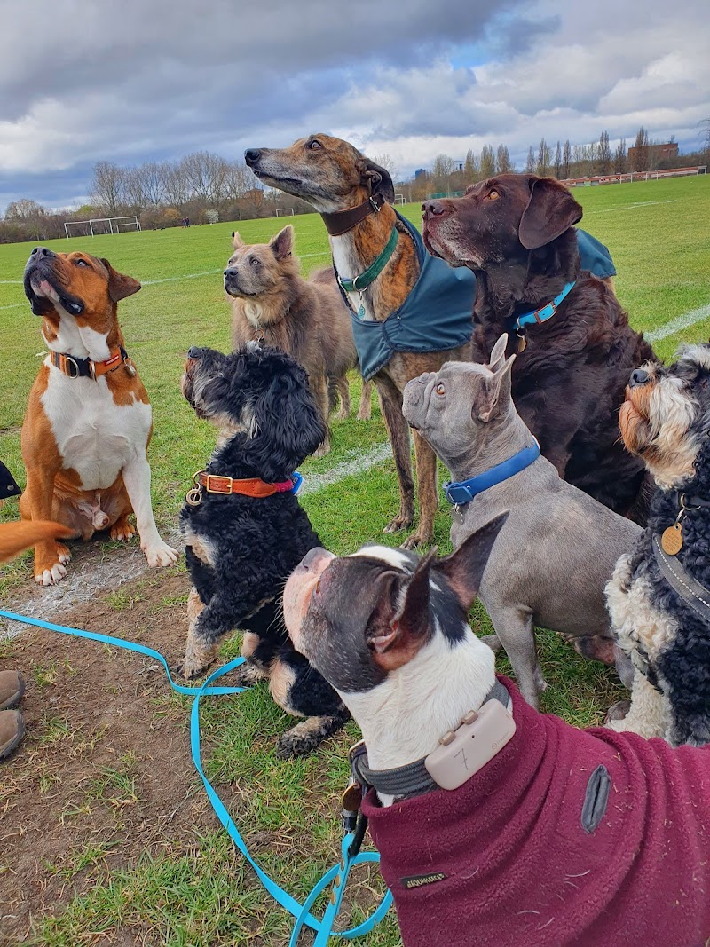 Hound Crew