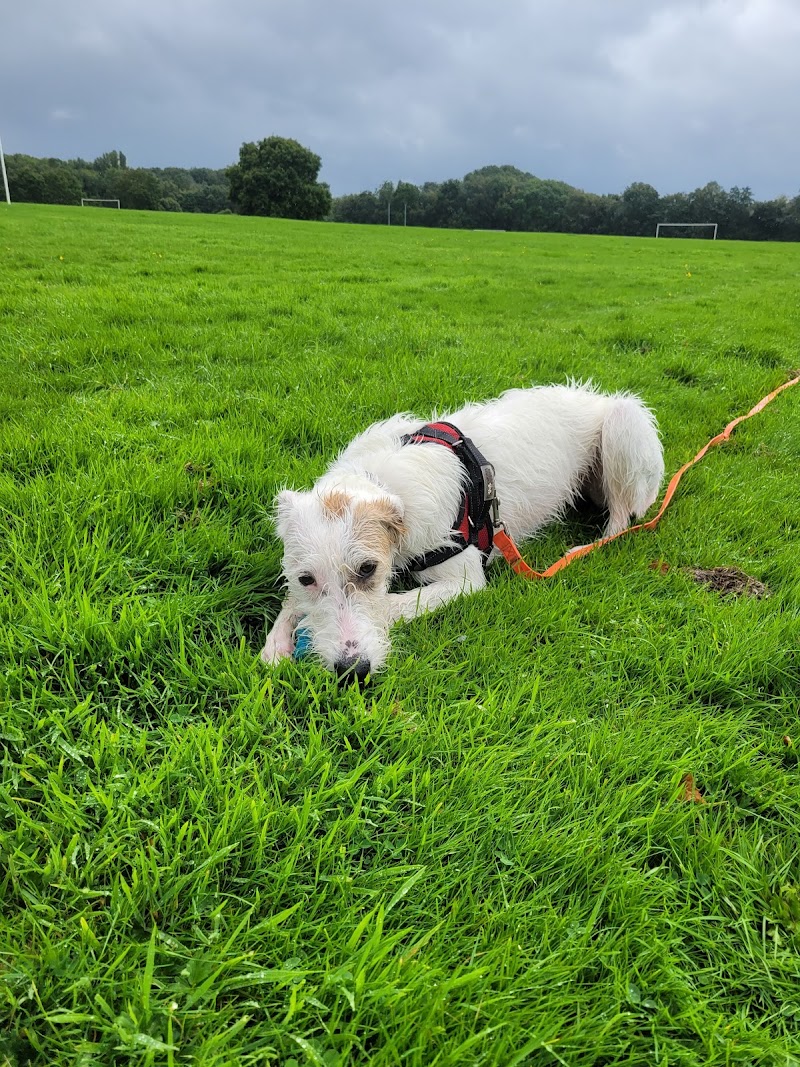 It's A Dogs Life!