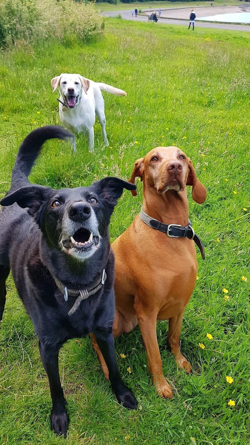 Oh My Dog!