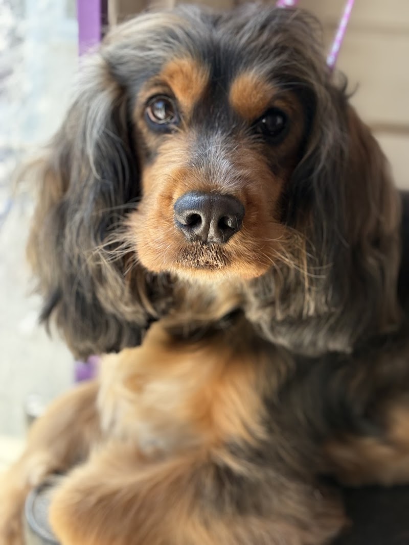 Dottie’s Dog Walking & Dog Grooming Services