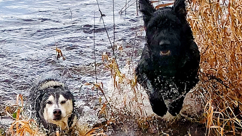 Casey's Canine Club