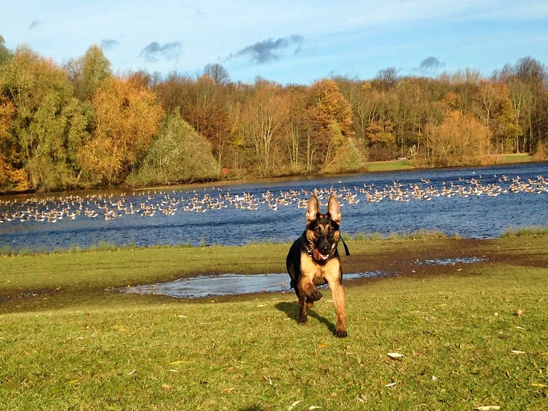 DogAdventure