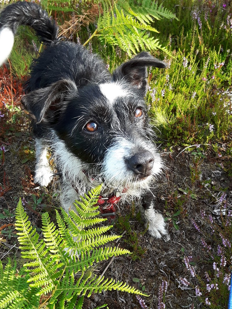 Furry Tail Walks Dog Walker and Pet Sitter Southampton