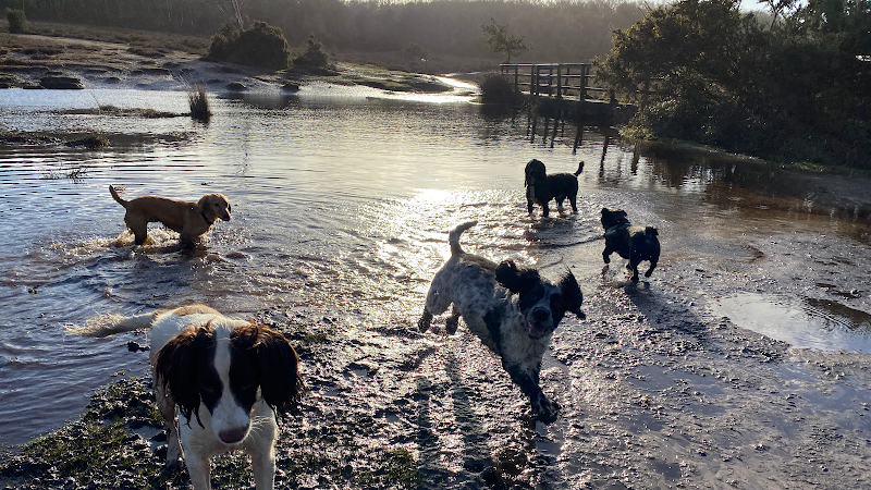 The Dog Walker - New Forest