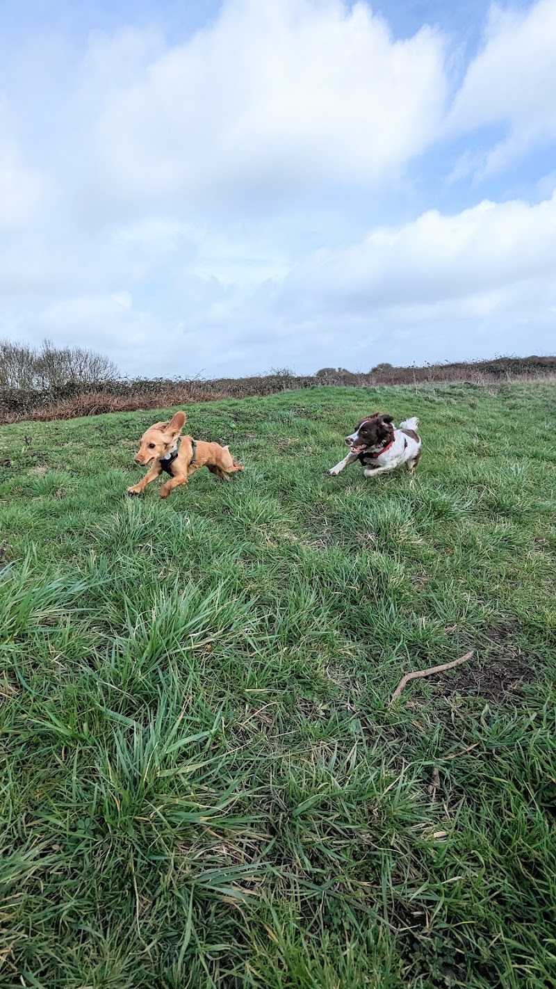 The Woof Pack