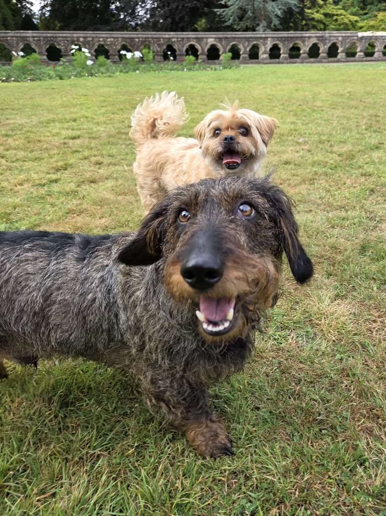 PontK9 Dog Walking & Boarding