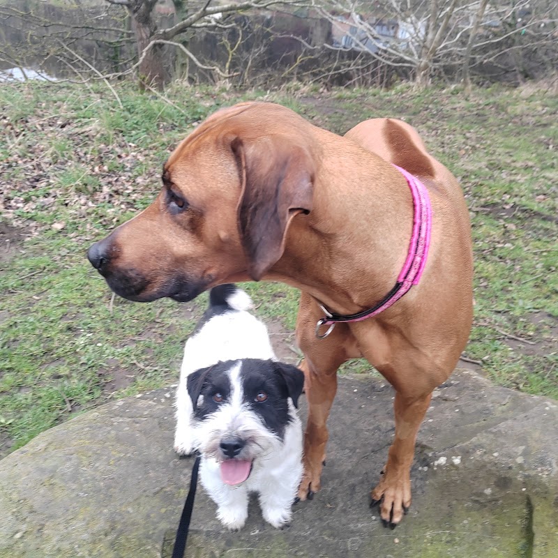 Barking Mad Dog Training