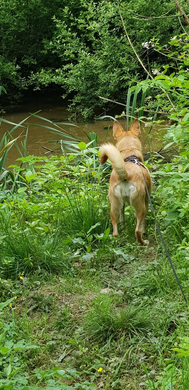 Mutts and Moggies York