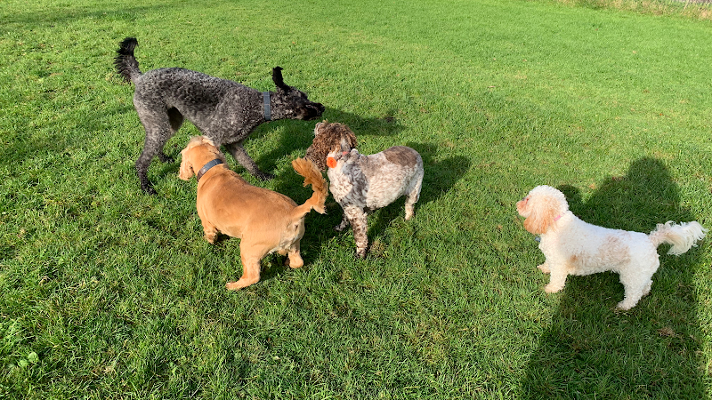Golden Paws Dog Walking Service