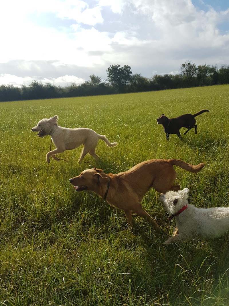 The Dog Walker - Cheltenham