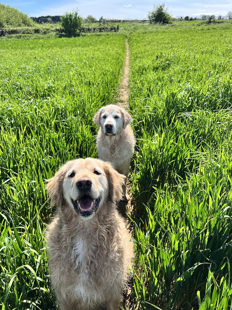 Ziggy's Dog Walking and Pet Care Services