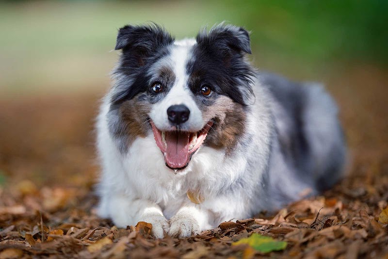 Northampton Dog Walker