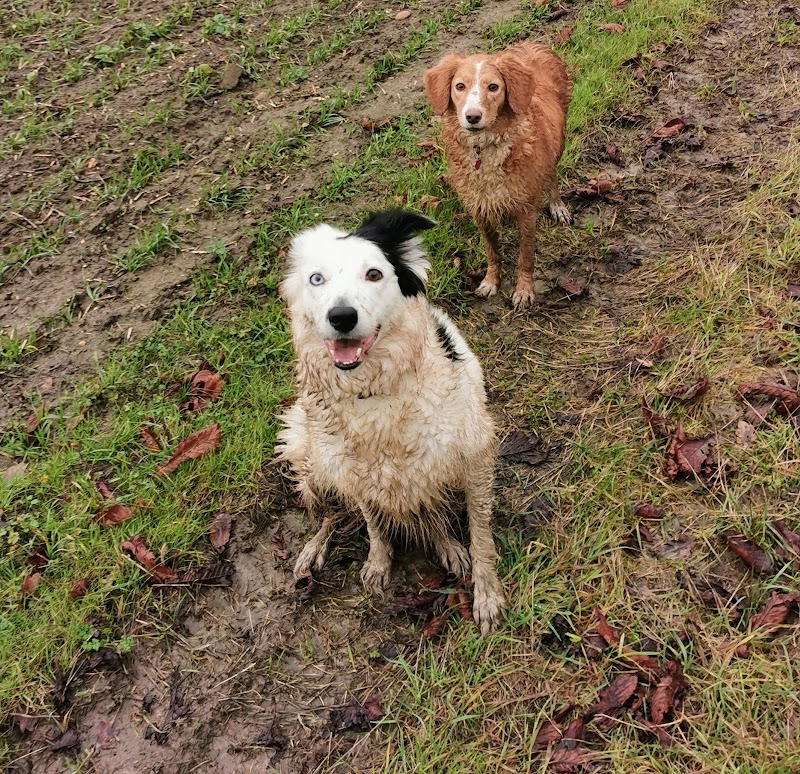 Dog Walk Northampton