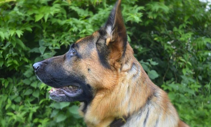 Diamond Dog Behaviour and Training