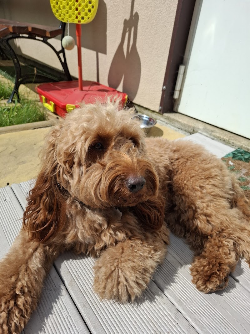 Fido's Friends Pet Services - Bournemouth, Southbourne & Poole
