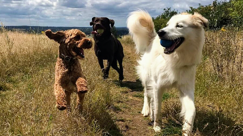 David Lawrence Dog Walking
