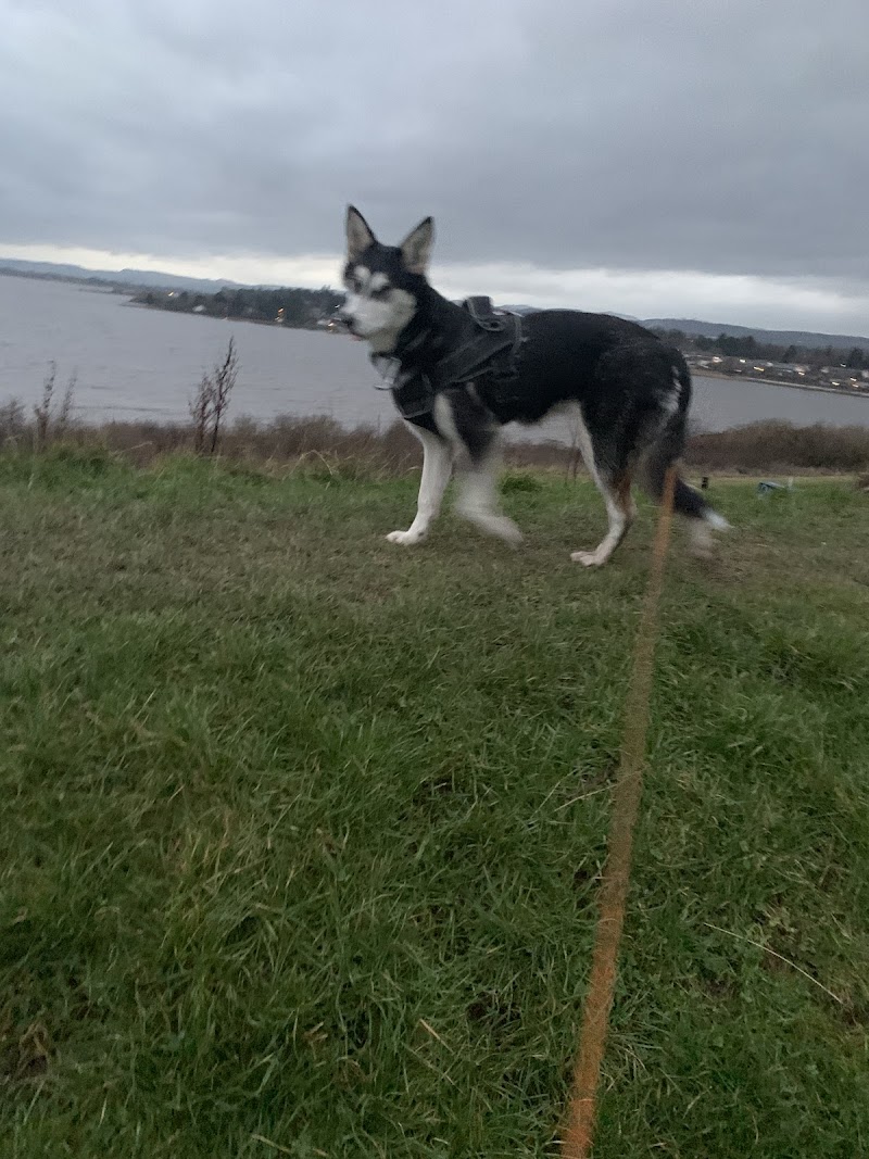 Pooch Pawtrol Dog Walking Dundee
