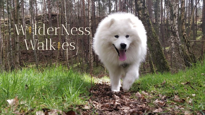 WilderNess Walkies