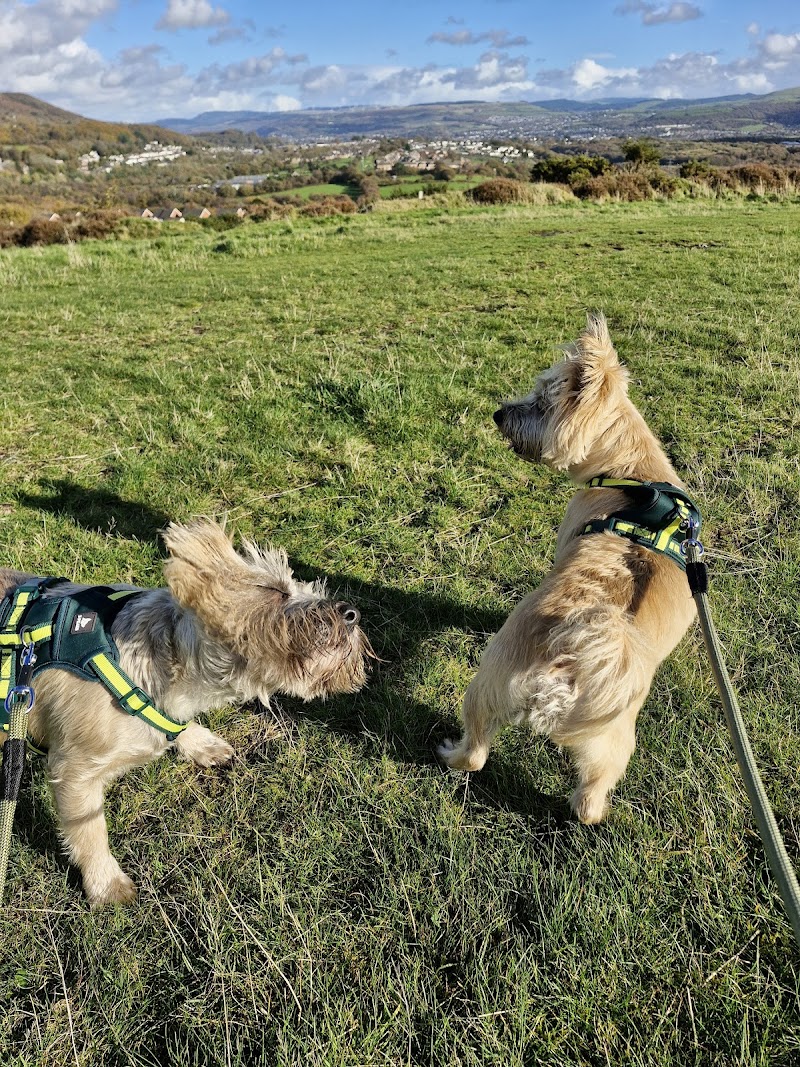 Swansea Jack Pet Services