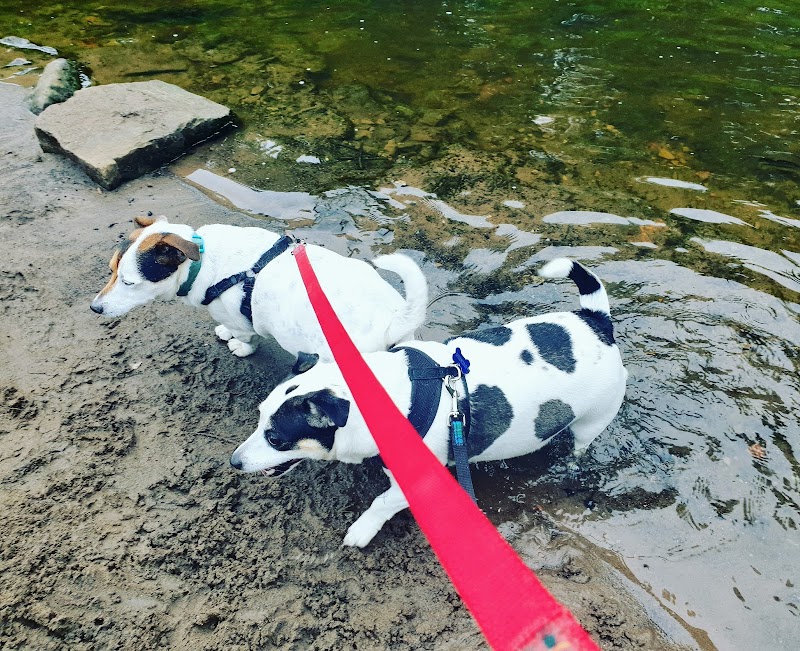 My Pawfect Adventure dog home boarding