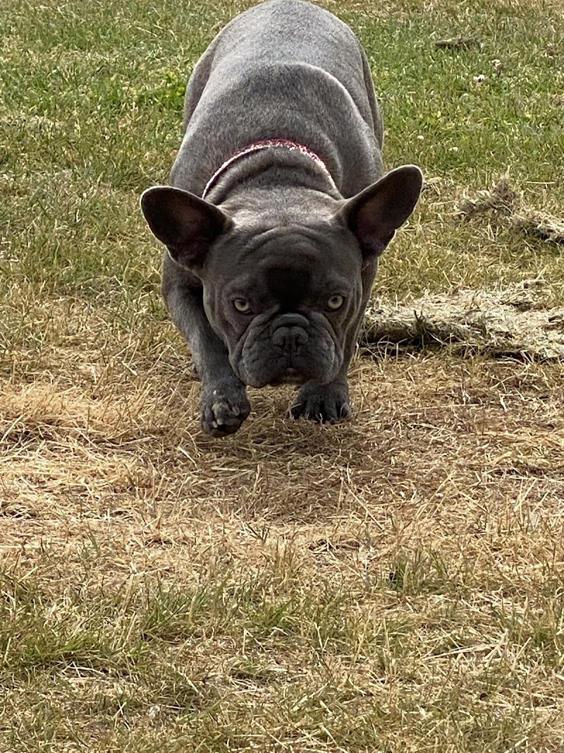 Dogs Go Walkies