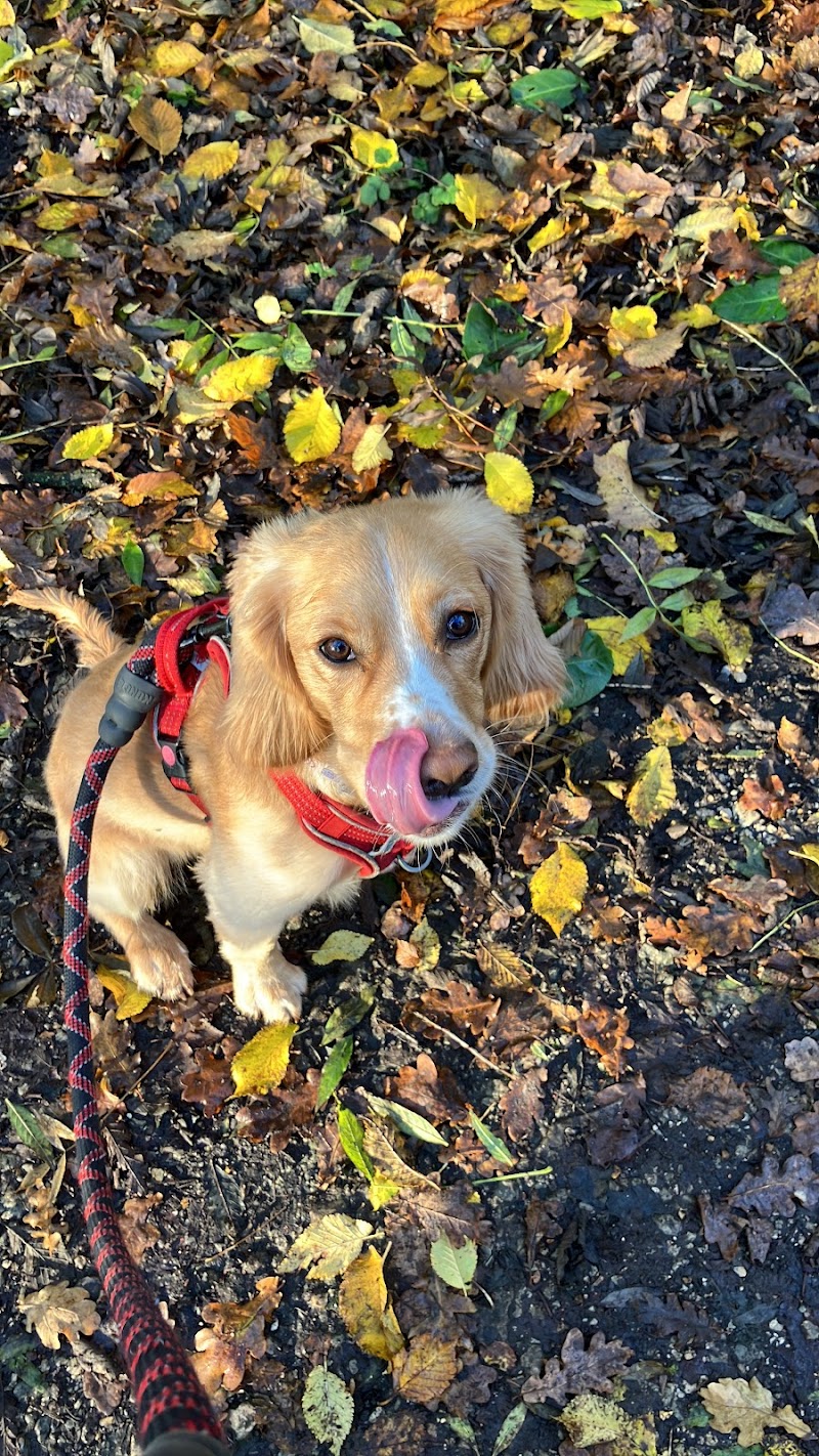 Walkies with Caroline