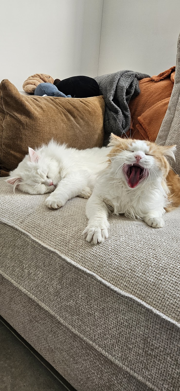 Apollo Cat Sitting Service Bristol