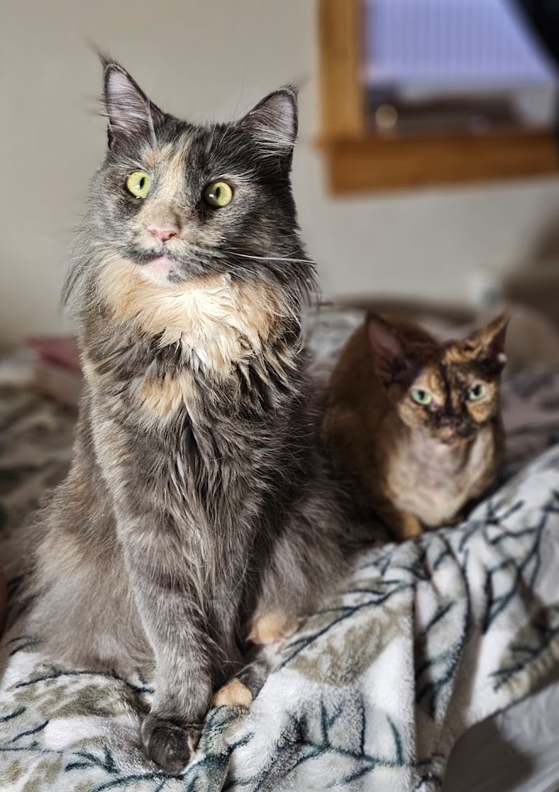 Awesome Cat Sitting Aberdeen