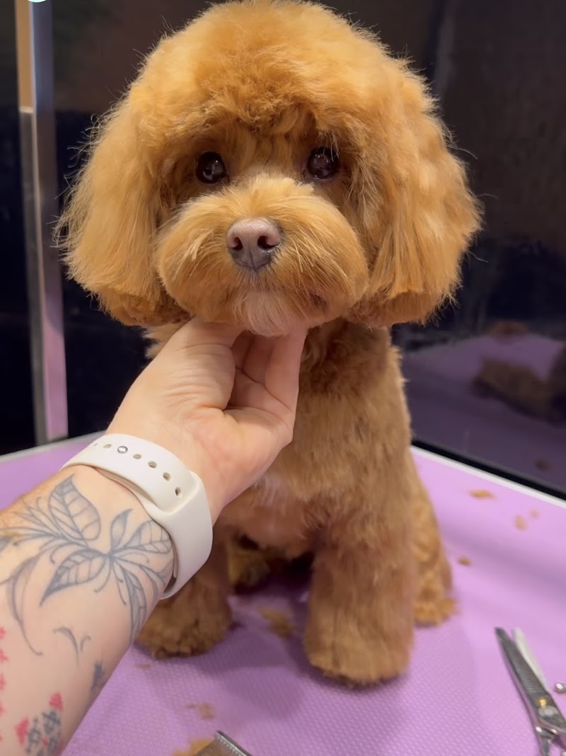 Groomer London