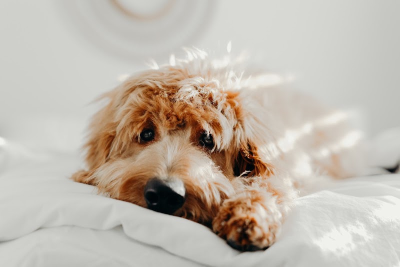 Pooch's Butler