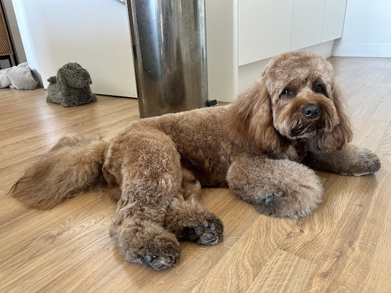 London Dog Grooming Co.Battersea