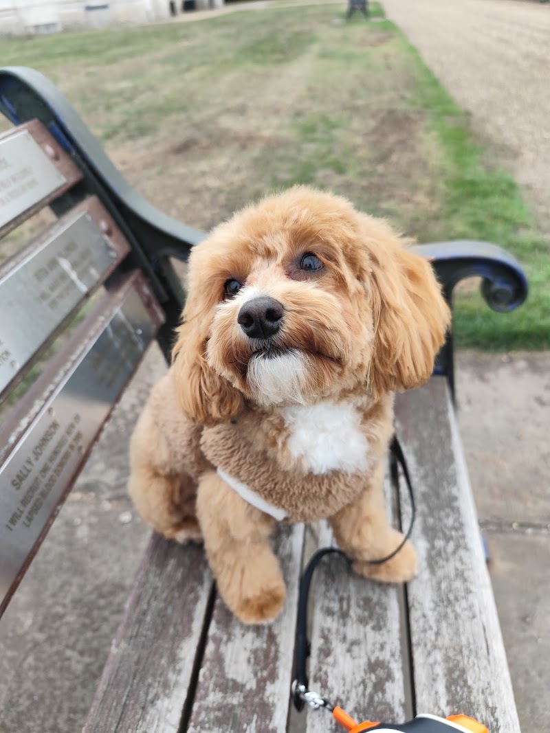 The Uptown Dog