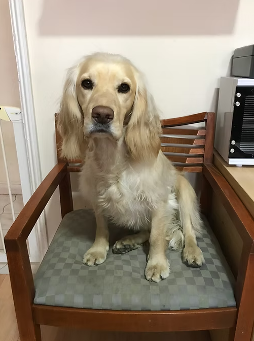 Ayla's Pet Groomers